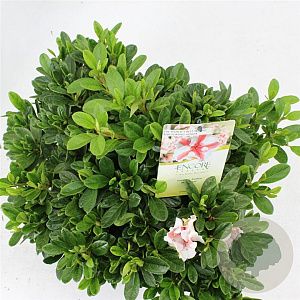 Rhododendron Enc. Autumn Starburst 30-35 cm 5,0L