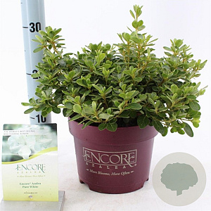 Rhododendron Encore Pure Wh. Julia 25-30 cm 3,0L