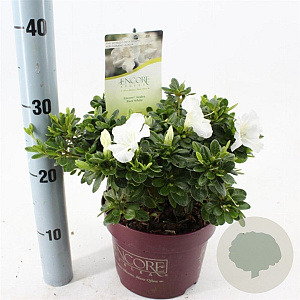 Rhododendron Encore Pure Wh. Julia 25-30 cm 3,0L