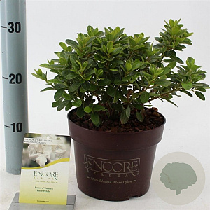 Rhododendron Encore Pure Wh. Julia 25-30 cm 3,0L