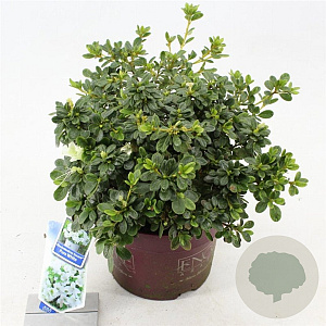 Rhododendron Encore Pure Wh. Julia 30-35 cm 5,0L