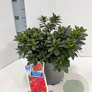 Rhododendron (AJ) Geisha Red 20-25 cm 3,0L