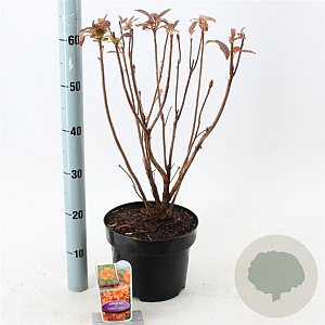 Rhododendron (AK) 'Golden Eagle' 30-40 cm 5,0L