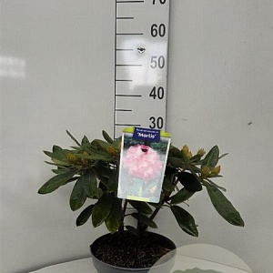 Rhododendron (Y) 'Marlis' 25-30 cm 5,0L