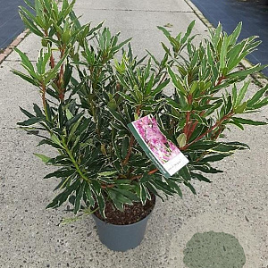 Rhododendron pont. 'Variegatum' 40-45 cm 5,0L