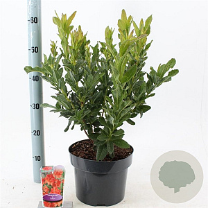 Rhododendron (AK) 'Satan' 30-40 cm 5,0L