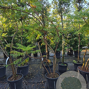 Rhus typhina 'Dissecta' 200-250 cm 35L