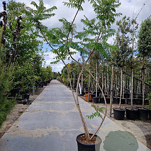 Rhus typhina 'Dissecta' 250-300 cm 35L