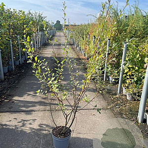 Salix cinerea 125-150 cm 5,0L