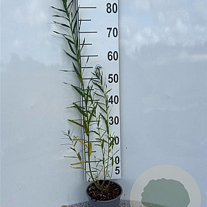 Salix fragilis 60-80 cm 2,0L