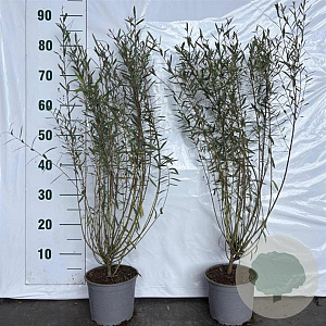 Salix purpurea 'Nana' 60-80 cm 2,0L