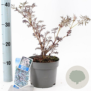 Sambucus nigra Black Lace 30-40 cm 2,0L