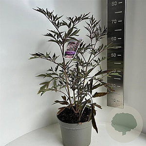 Sambucus nigra Black Lace 40-50 cm 5,0L