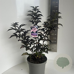 Sambucus nigra Black Tower 40-50 cm 5,0L