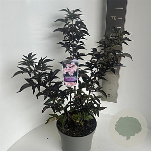 Sambucus nigra Black Tower 40-50 cm 5,0L