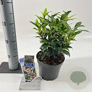 Sarcococca h. Winter Gem 20-25 cm 2,0L