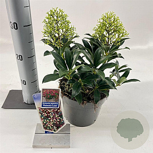 Skimmia j. Rubesta Cuba 20-25 cm 2,0L