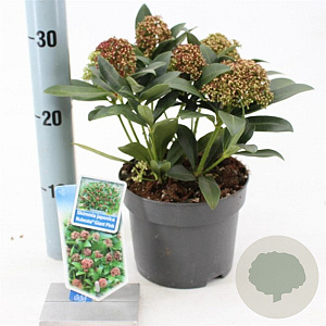 Skimmia j. Rubesta Giant Pink 20-25 cm 2,0L