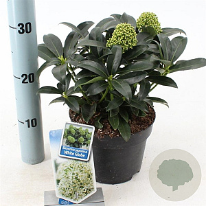 Skimmia j. White Globe 20-25 cm 2,0L