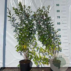 Spiraea billardii 60-80 cm 2,0L