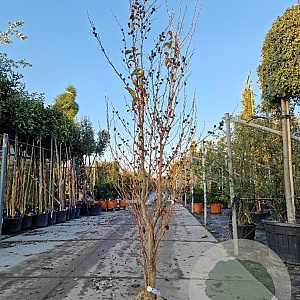 Stewartia pseudocamellia 200-250 cm draadkluit