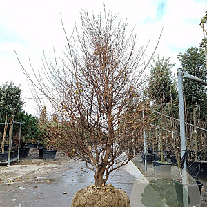 Styrax jap. 'Pink Chimes' 250-300 cm draadkluit meerstammig solitair