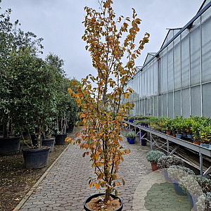 Sycopsis sinensis 250-300 cm cont. 70L