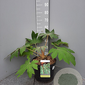Tetrapanax papyrifer 'Rex' 40-60 cm 10L