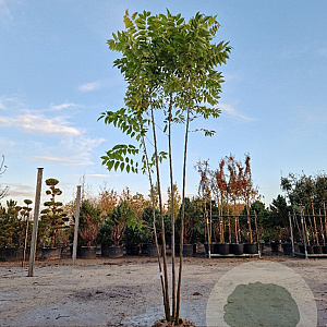 Toona sinensis 'Flamingo' 300-350 cm draadkluit meerstammig solitair
