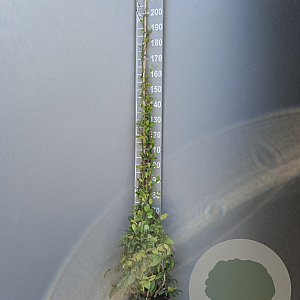 Trachelospermum jasminoides 175-200 cm 10L