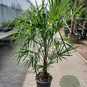 Trachycarpus fortunei 40 cm stam container