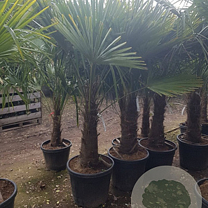 Trachycarpus fortunei 70 cm stam container