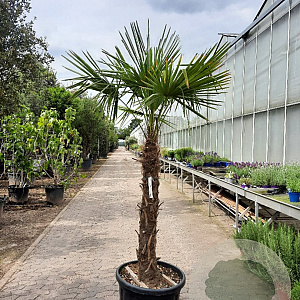 Trachycarpus fortunei 110 cm stam container