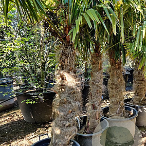 Trachycarpus fortunei 120 cm stam container