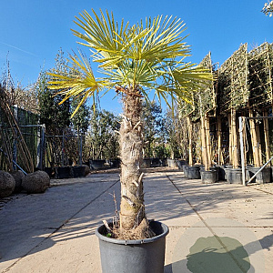 Trachycarpus fortunei 120 cm stam container