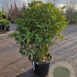 Trochodendron aralioides 100-125 cm 35L