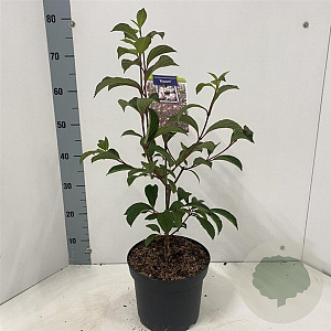 Viburnum bodn. 'Dawn' 40-50 cm 5,0L