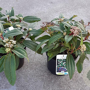 Viburnum davidii 25-30 cm 3,0L