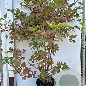 Viburnum opulus 100-125 cm 7,5L solitair