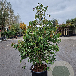 Viburnum plic. Kilimandjaro 150-175 cm 50L