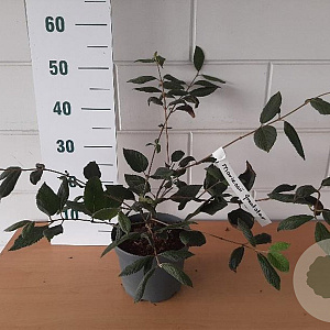 Viburnum plic. 'Mariesii Gr. Star' GM C3