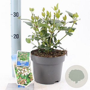 Viburnum tinus 25-30 cm 2,0L