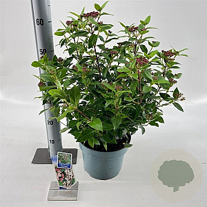 Viburnum tin. 'Eve Price' 35-45 cm 5,0L