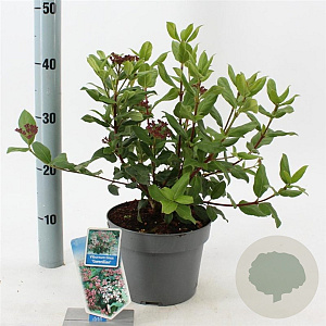 Viburnum tin. 'Gwenllian' 30-40 cm 3,0L