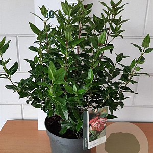 Viburnum tin. 'Gwenllian' 35-40 cm 5,0L