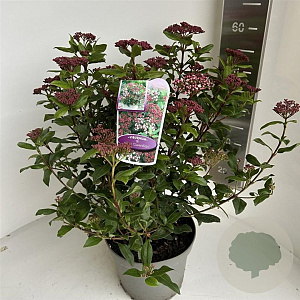 Viburnum tin. 'Gwenllian' 40-45 cm 5,0L
