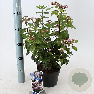 Viburnum tin. Lisarose 25-30 cm 2,0L