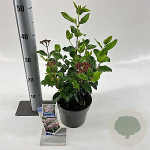 Viburnum tin. Lisarose 25-30 cm 2,0L