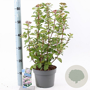 Viburnum tin. Lisarose 30-40 cm 3,0L