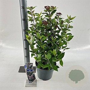 Viburnum tin. Spirit 35-45 cm 5,0L